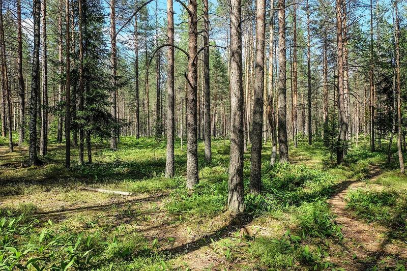 Итоги недели: поддержка районов, спасение «зелёного пояса» и внешние обстоятельства 