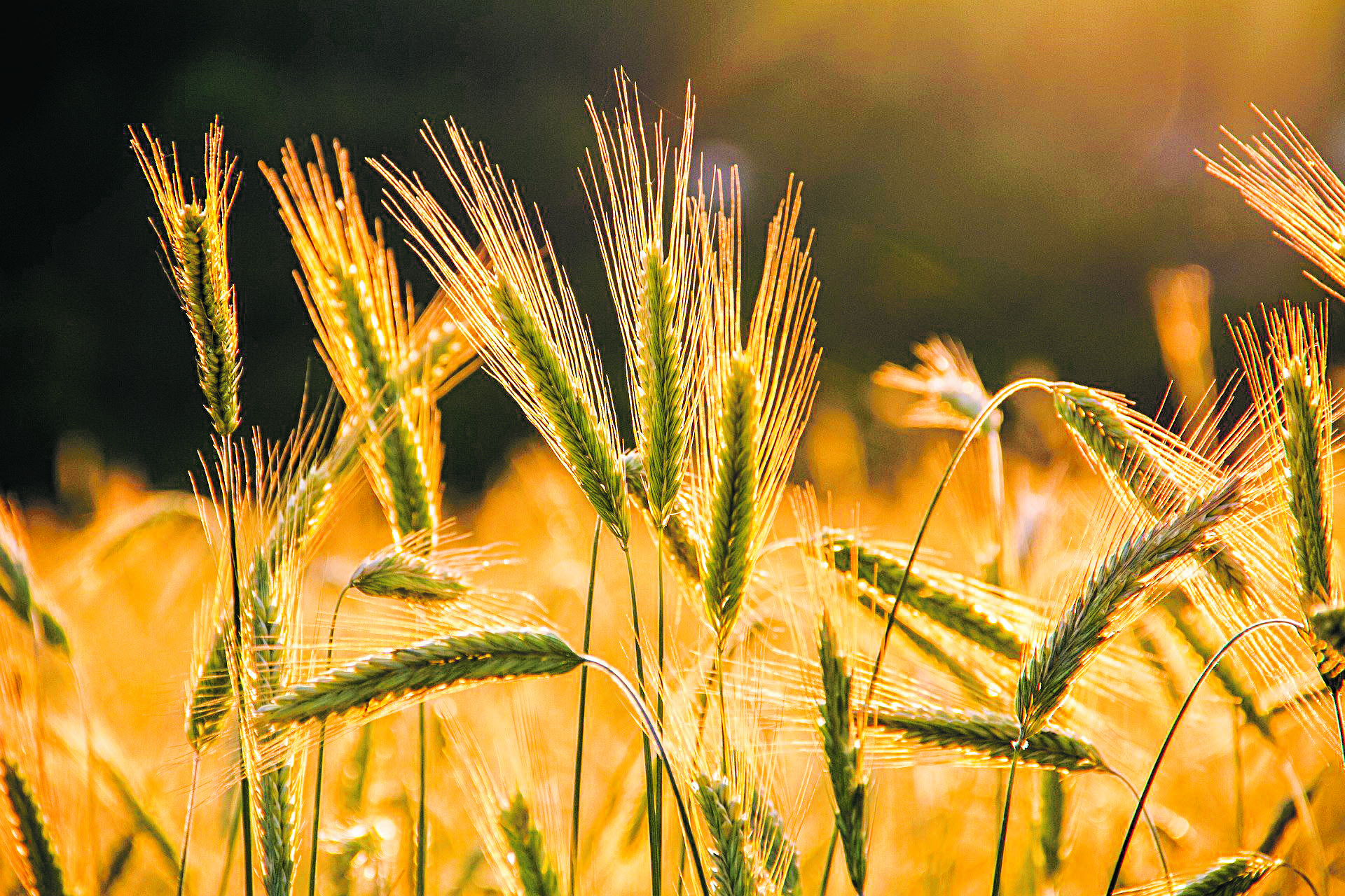 Защита урожая с господдержкой 