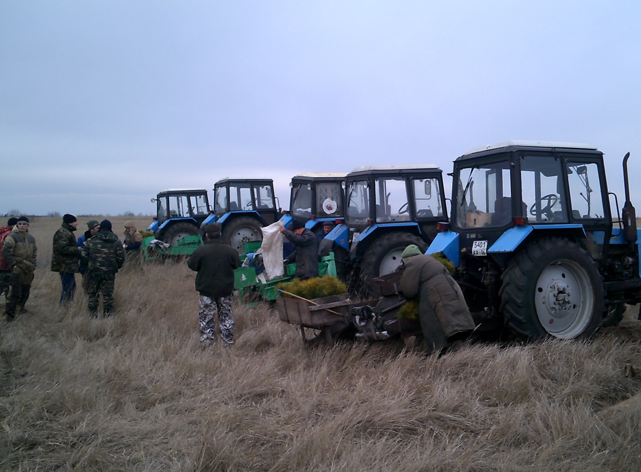 В Воронежской области высадят более 1600 га леса 