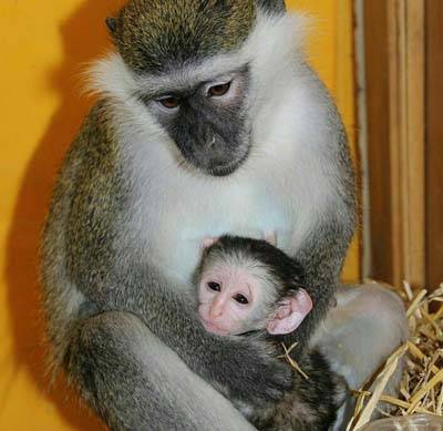 зеленая мартышка