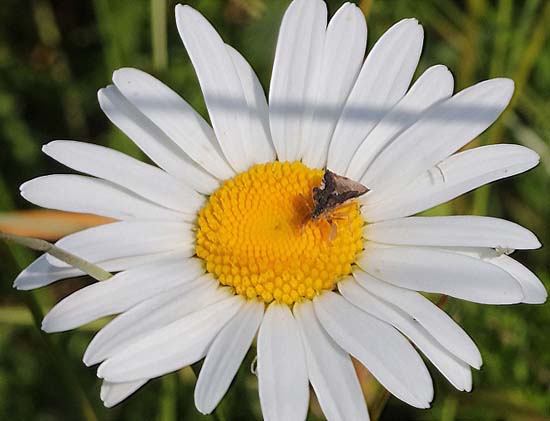 клоп Фимата