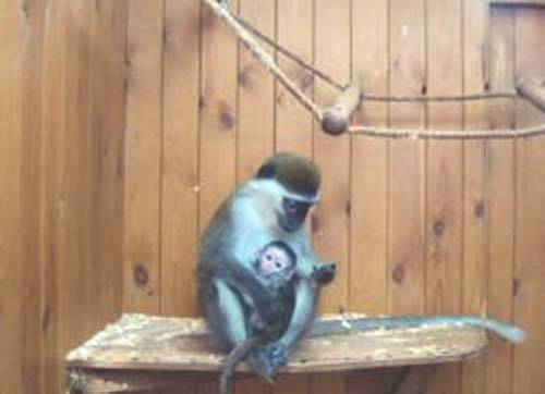 зеленая мартышка