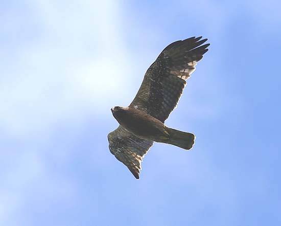 орёл-карлик