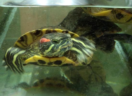 красноухая черепаха