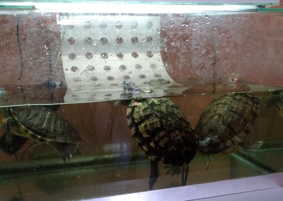 красноухие черепахи