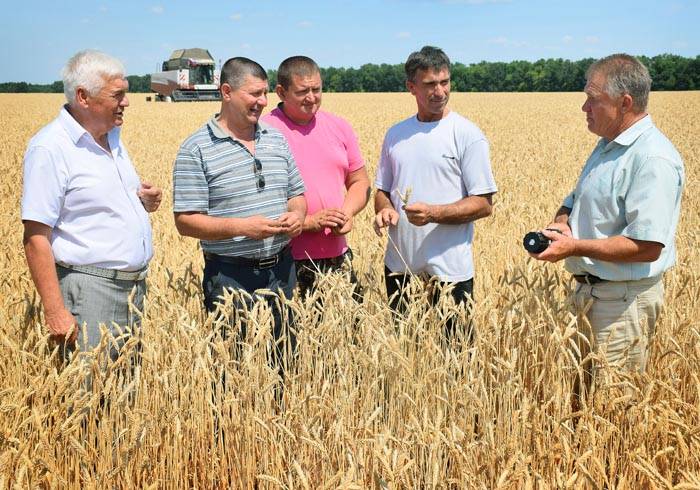 хлебное поле