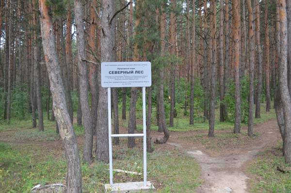 Северный лес