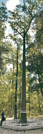 Идеальный лес. Фото Николая Стребкова