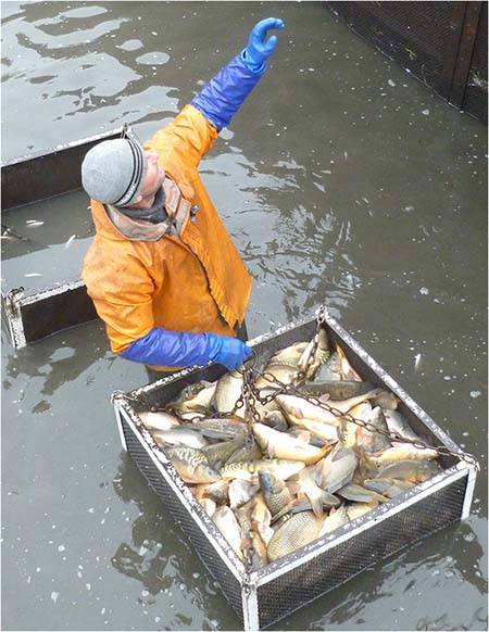 рыба товарная