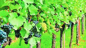 Северное виноградарство:&hellip;