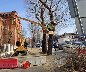 Корни и крона 