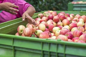 Органическую продукцию&hellip;