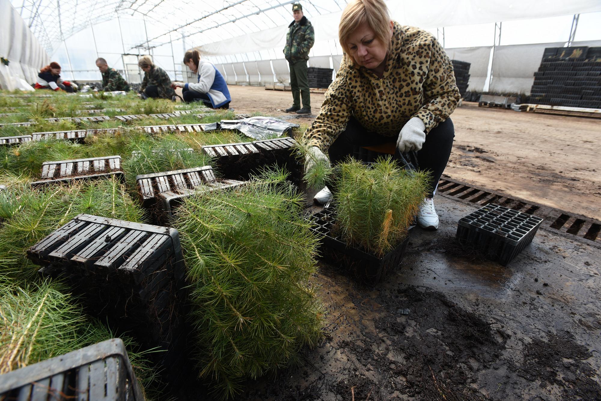 Как в Воронежской области восстанавливают леса и что делается для предотвращения пожаров