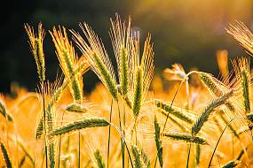 Защита урожая&hellip;