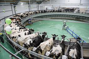 Молочное скотоводство&hellip;