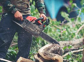 Воронежские экологи нашли нарушения в обрезке деревьев в парке Победы 