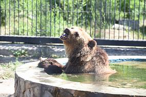 Как в Воронежском зоопарке&hellip;