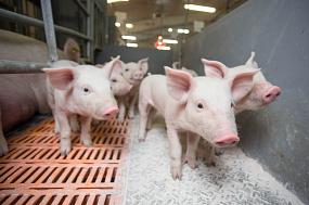 Воронежская ГК АГРОЭКО&hellip;