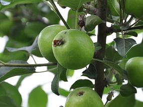 Какой урожай планируют&hellip;