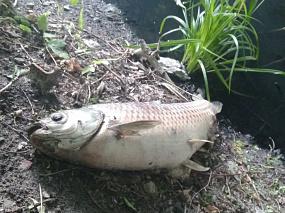 В Воронеже ищут виновника&hellip;