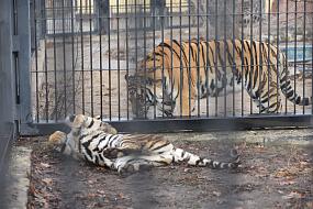 В Воронежский зоопарк&hellip;